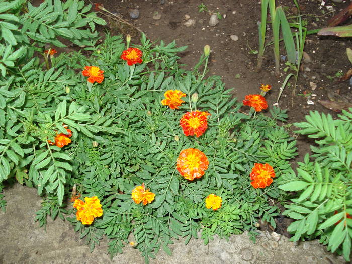 DSC09690