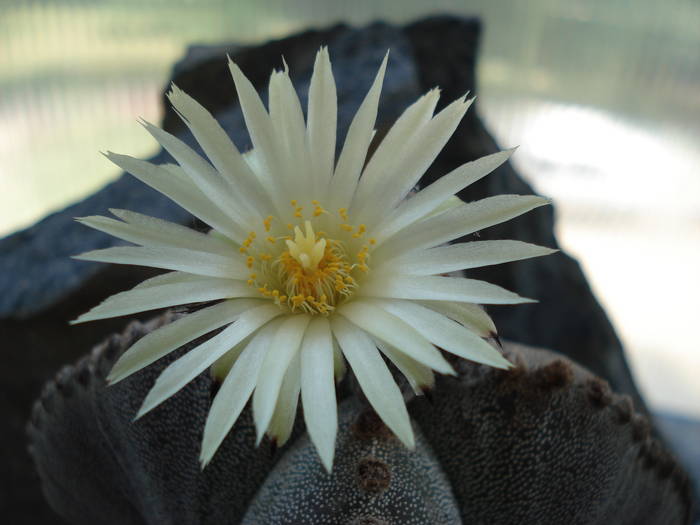 Astrophytum