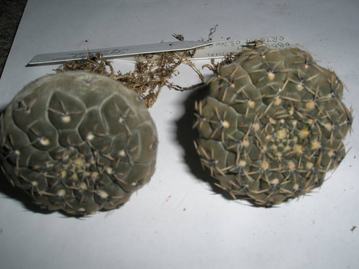 Gymnocalycium obductum 2 plante