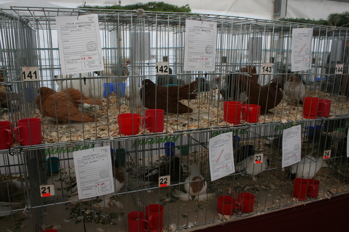 EXPO-PAS Suceava 2009