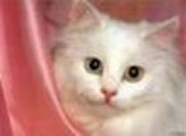 avatar pisicute 23796