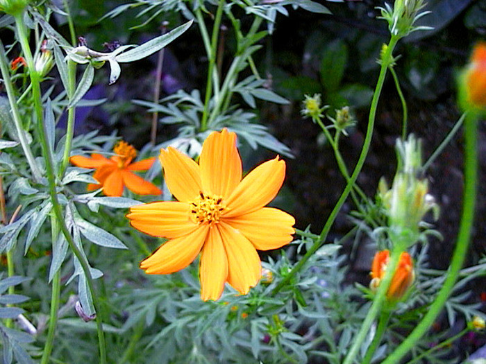 Orange Flower