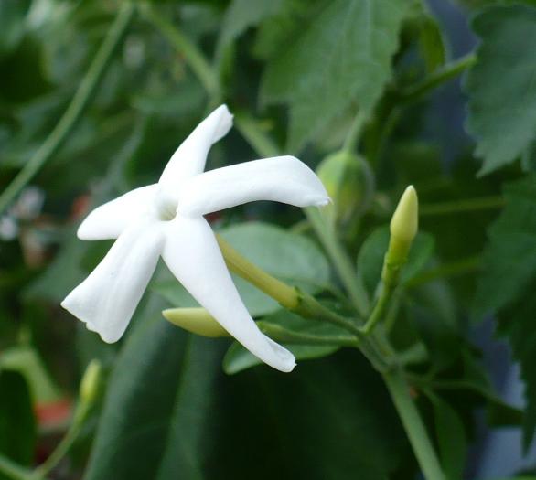 P1080498 - Iasomie de camera - Jasminum