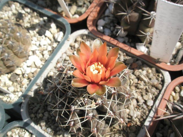 Gymnocalycium de la Carrefour - floare portocalie 27.05 - Gymnocalycium