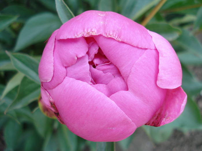 Paeonia lactiflora (2009, May 14) - BUJORI_Peony Paeonia