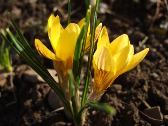 crocus