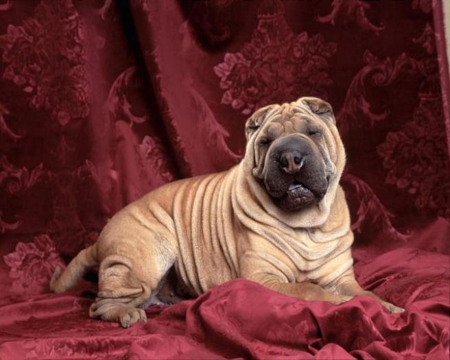 Poze cu Animale_ Animale pentru Desktop_ Wallpaper Caine_ Caine Plictisit - Animale