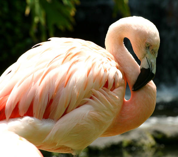 flamingo[1] - flamingo girl