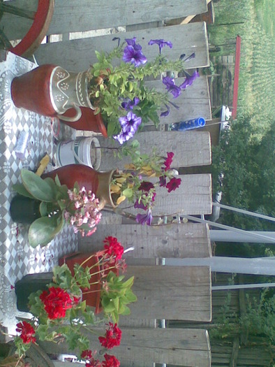 muscate,petunii,calanchoe - florile surorii mele