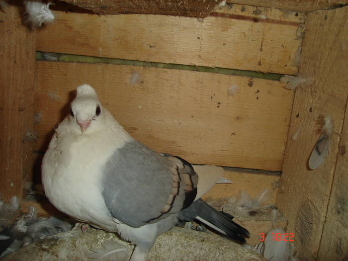 57 - C Porumbei Blueti si Satineti Vechi