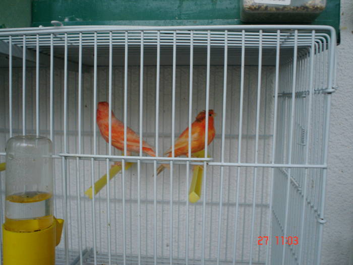 DSC03324 - PASARI CARE NU LE MAI AM - CANARI