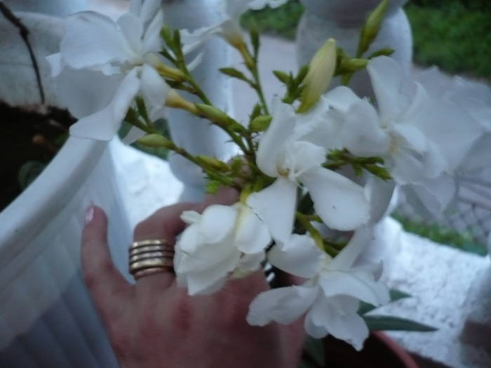 29-05-2009 115 - Flori