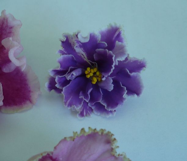 Midnight Cloud - Saintpaulia - violete de camera