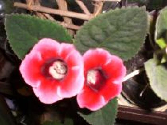 LHGJZRBICMKSXLRSMJP - flori