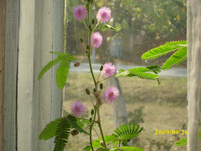 DSCI1397 - mimosa pudica