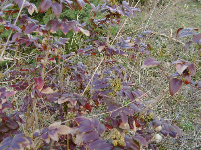 primavara 2009 058; mahonia,cu bobocii de floare gata sa deschida
