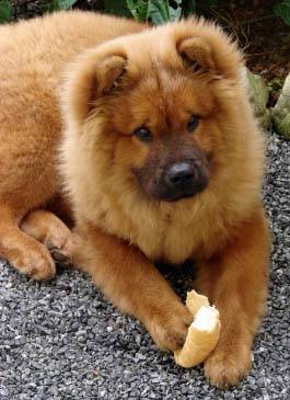 chow-chow - Concurss 9 dog CHOW-CHOW PUDDY