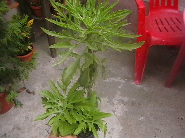 Picture 035 - oxigenul din case 2009