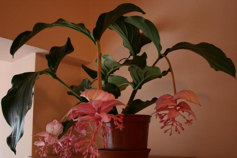 medinilla magnifica - plante 2007