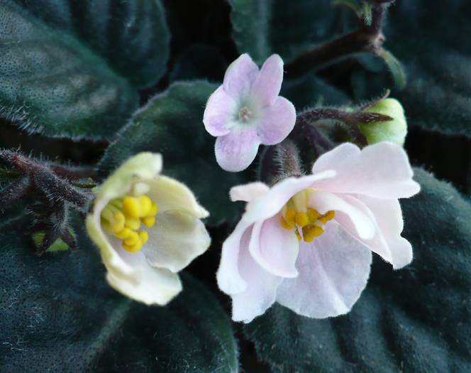 Summer Carnival - Saintpaulia - violete de camera