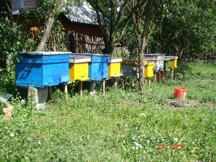 DSC05903 - albine alte noutati