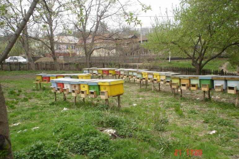 DSC00938 - apicultura