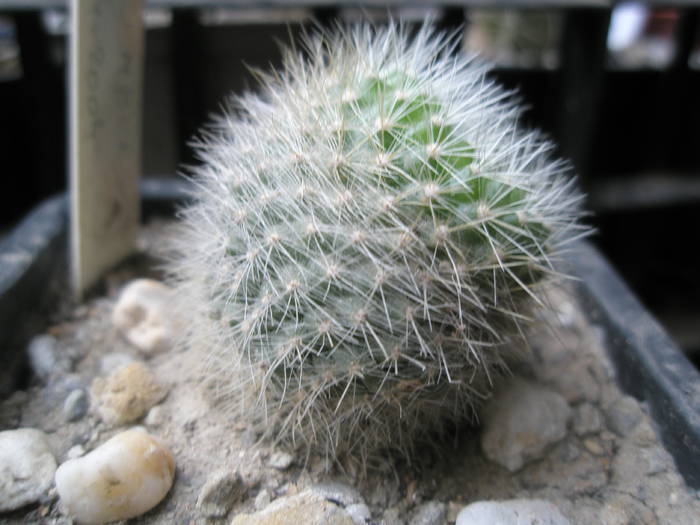 Parodia haselbergii 2 - cactusi la iernat 2008-2009