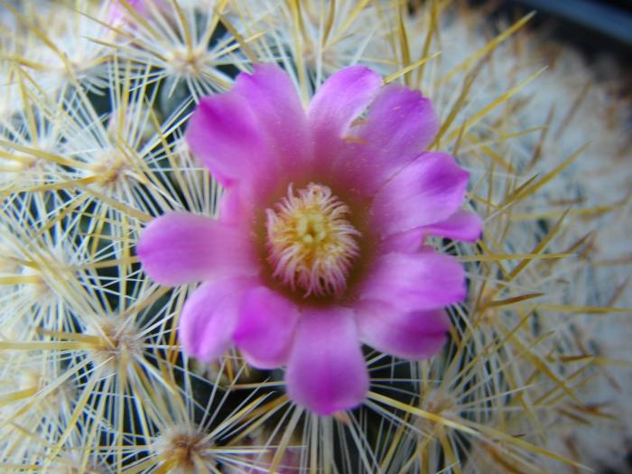 Mammillaria subducta, floare, detalu. - Cactusi la Constanta