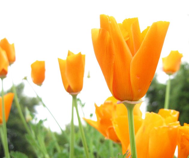 orange_flower - Flower