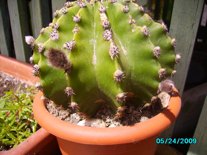 IMG_6774 - cactusi