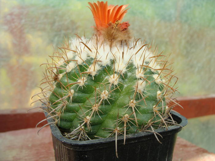 2. Parodia otuyensis