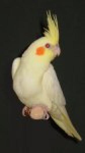 35_brittney-mom_of_elvis - PAPAGALI