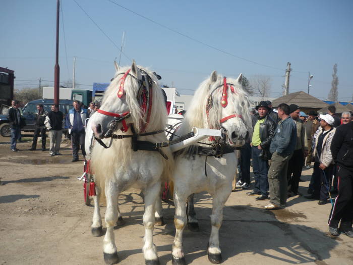 P1010577 - cai epozitie