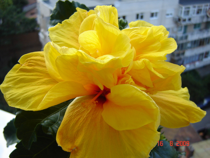 DSC02581 - flori