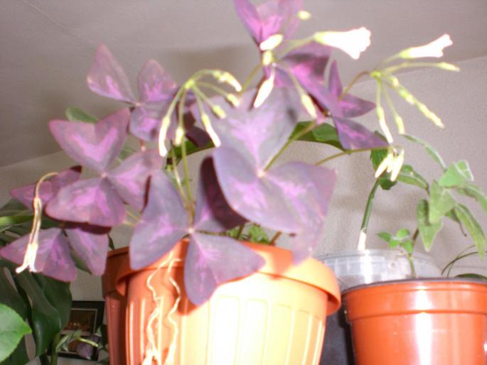 CIMG0050; oxalis
