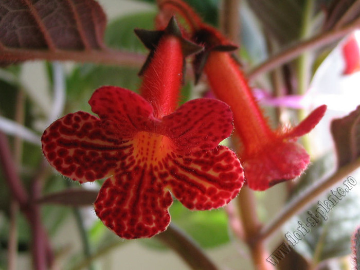Kohleria Dragon Blood 4
