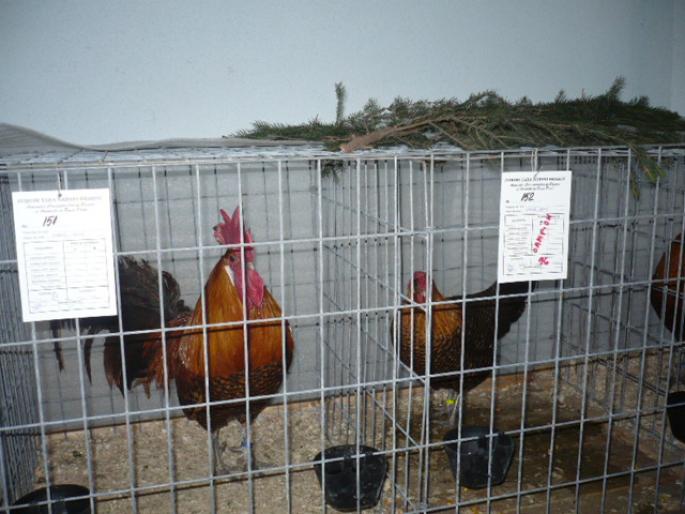 italian potarnichie; rasa ptr oua.
