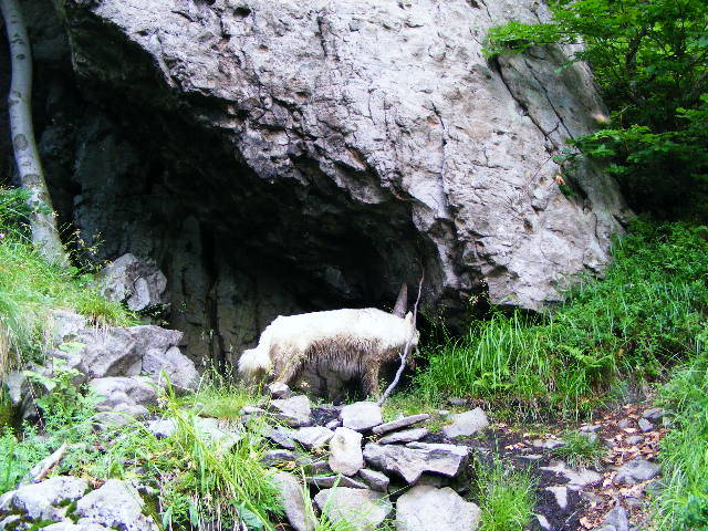 DSCF2995 - Suior Poiana Mlejnita Varful Secatura Creasta Cocosului  din Muntii Guta