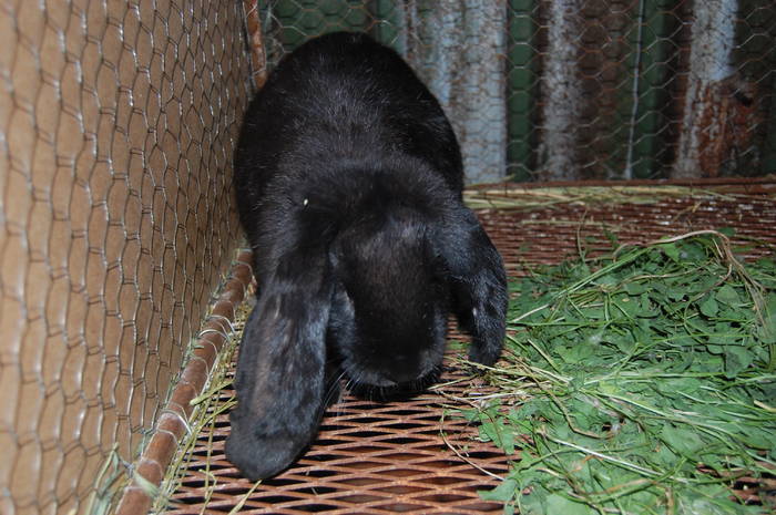 DSC_0080 - POZE  CU IEPURASI