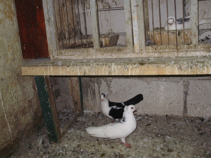 P8232030 - 1744 Sedat Iusein