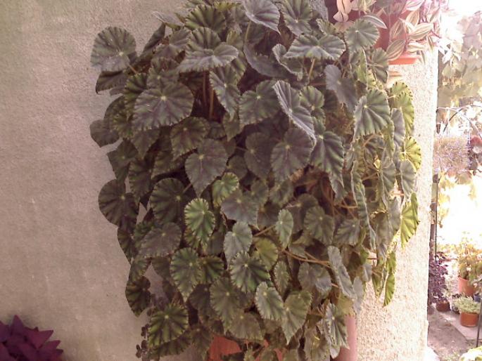 BEGONIA BAUWERI