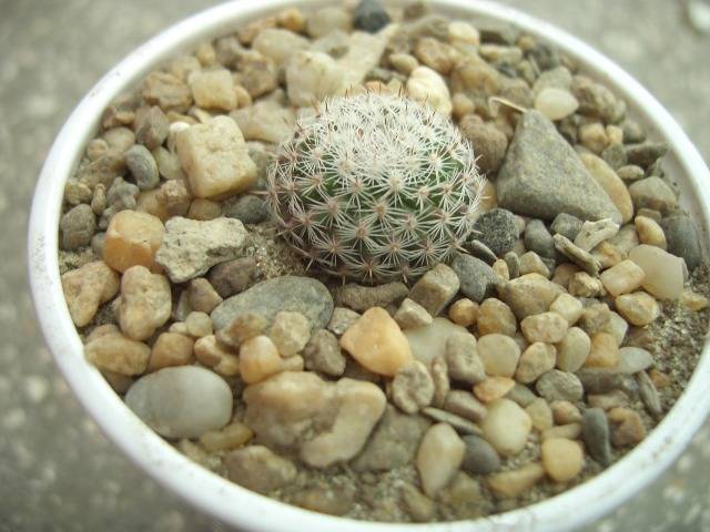 Mam. infernillensis - Mammillaria