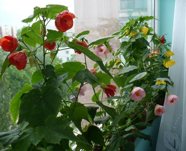 P1130570 - ABUTILONI