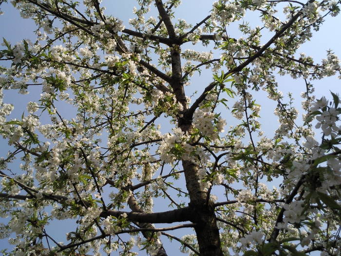 cires inflorit - aprilie 09 - Pomi fructiferi fructe si arbusti