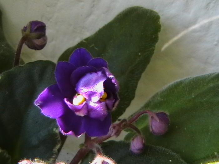 funamble3 - violete 2009