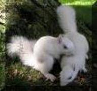 animale (19)