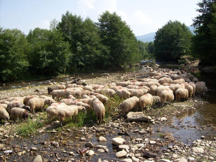 oile la apa - oieritul