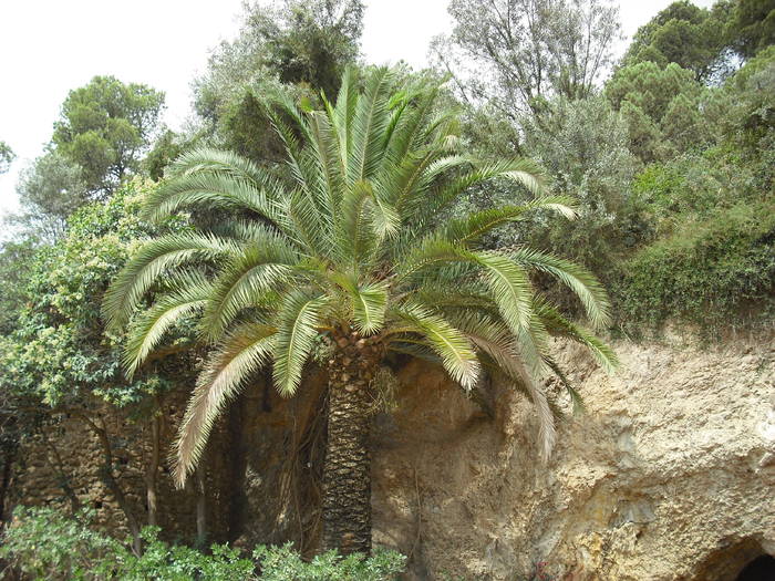 Picture 263 - Parcul Guell