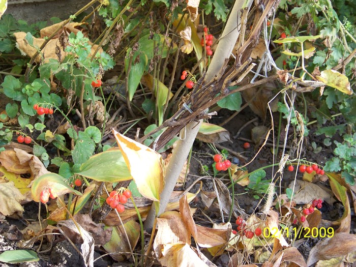 100_3789 - Toamna in curte  Timisoara