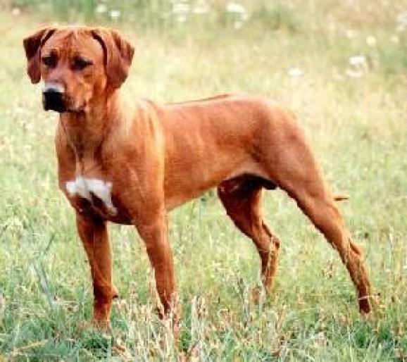 RHODESIAN RIDGEBACK